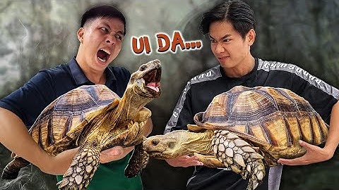 𝐐𝐮𝐚𝐧𝐠 𝐁𝐌 | Mua Loài Rùa Khổng Lồ 🐢 | Catching Giant  Turtles