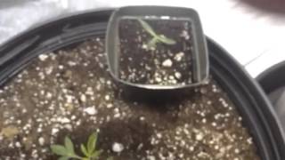 4x4 tent 4 Auto Flower seedlings