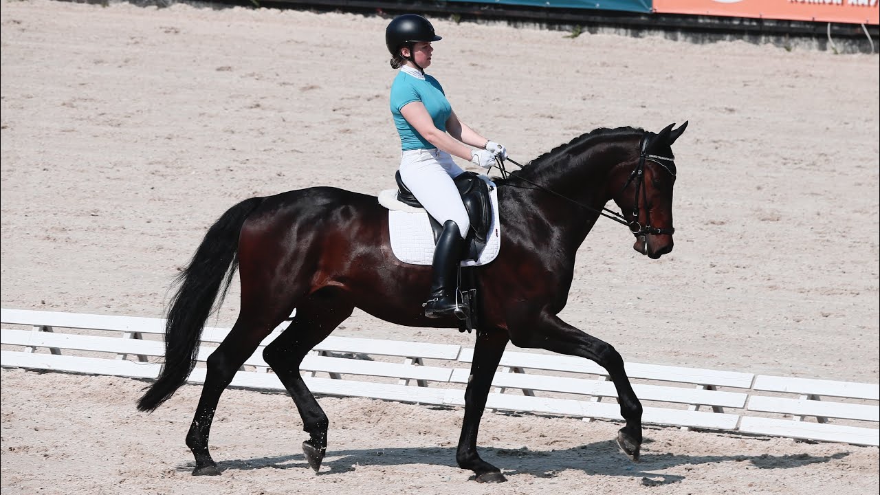 Езда для 5-летних лошадей финал, 76,4%. Задираева Елизавета Чарльз Диккенс