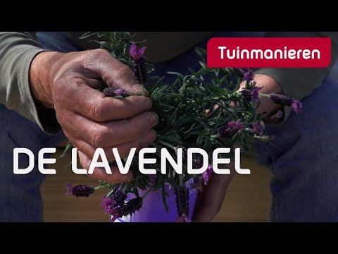 Video: Hoe maak je een lavendeltuin: een tuin met lavendelbloemen planten