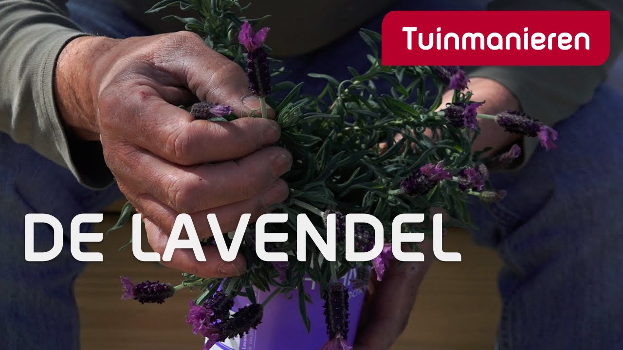 Alles over de lavendel | Tuinmanieren