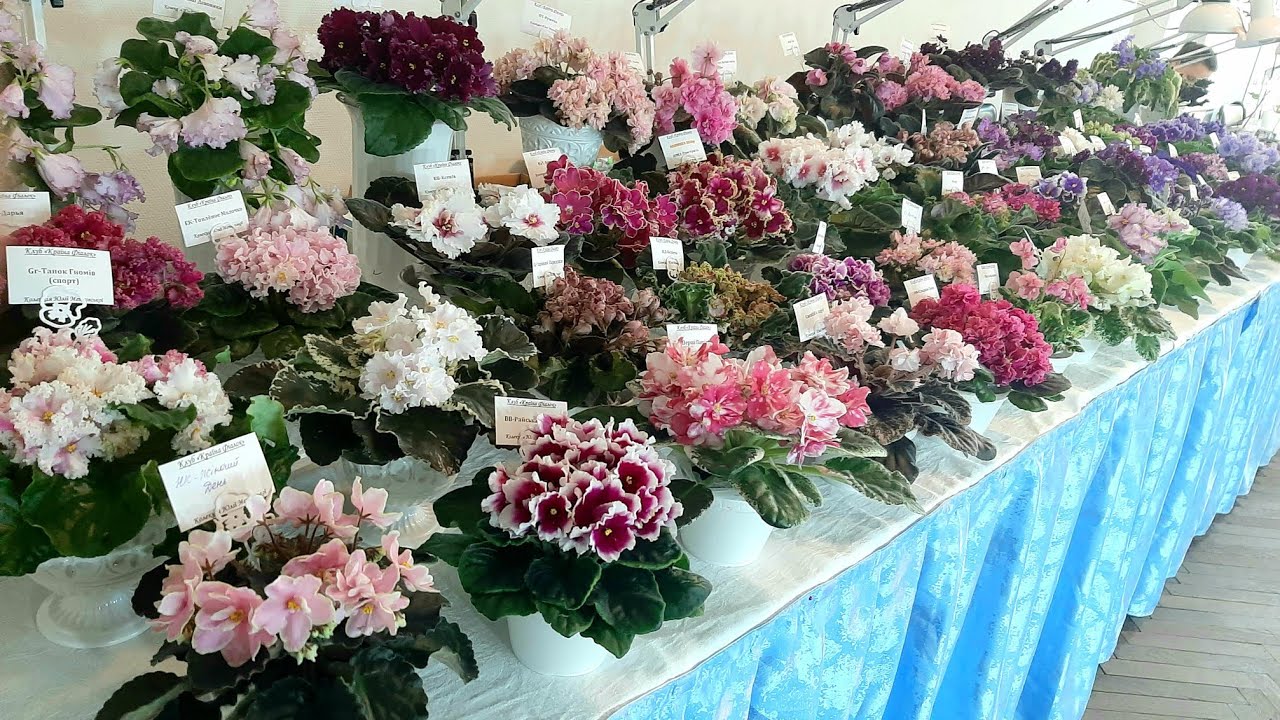 Виставка фіалок та інших кімнатних рослин 5.03-8.03.2026р. Київ. Будинок Архітектора. 