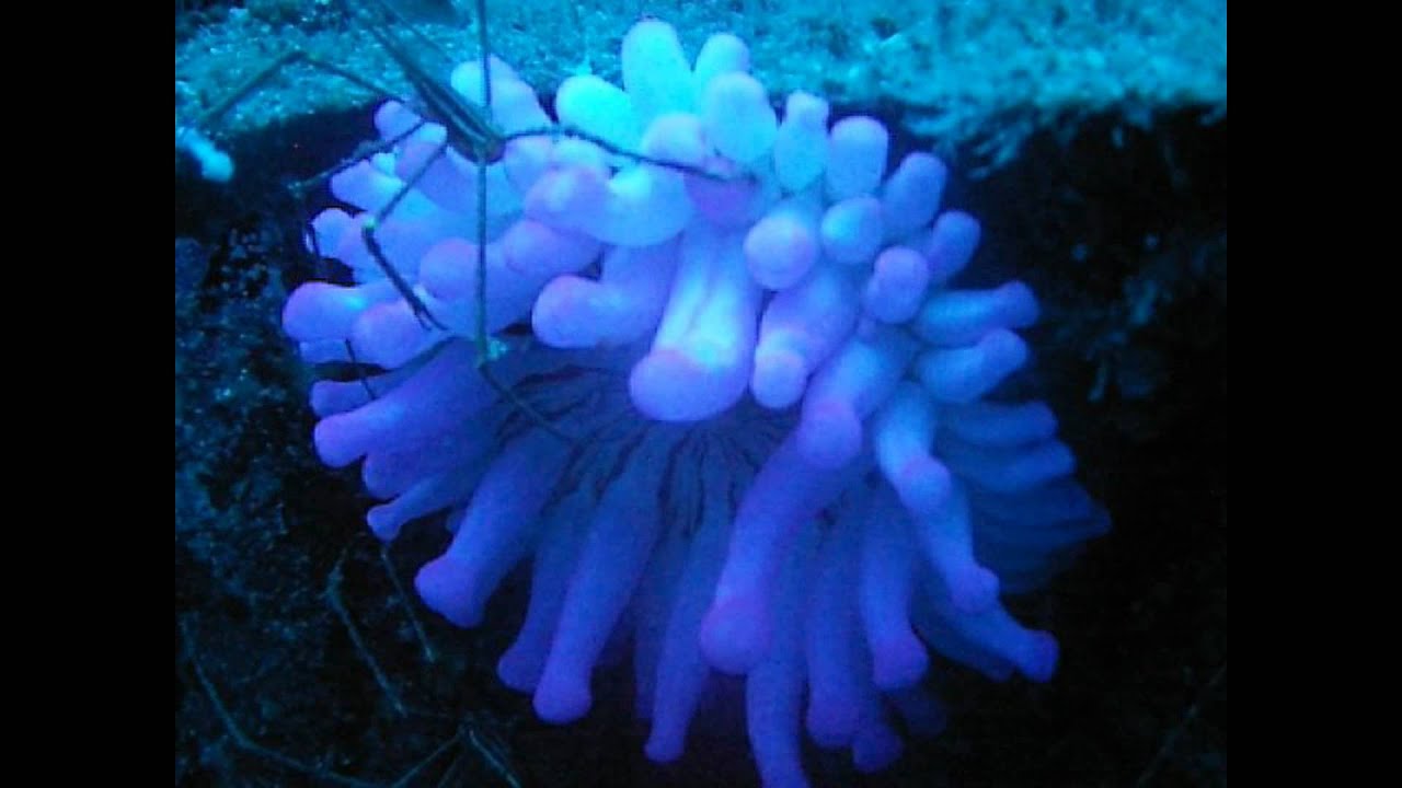 Wreck dives 18.04.2012 (mit Sound).avi - YouTube