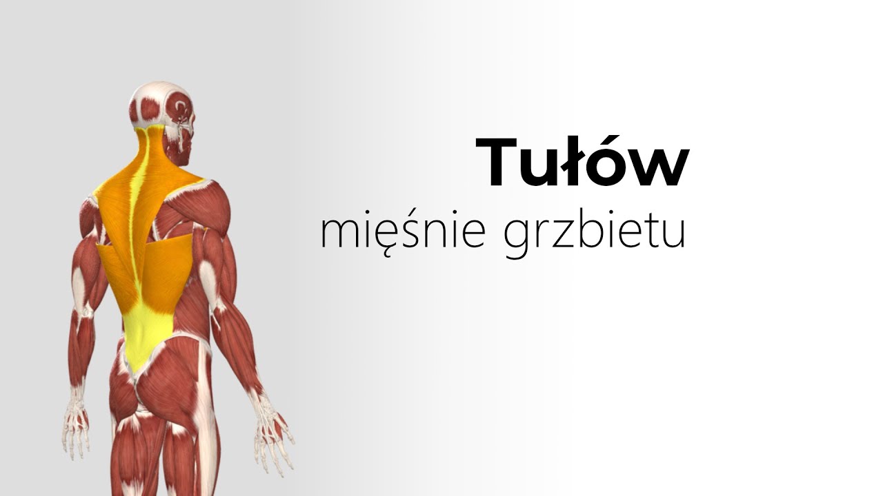 Mięśnie grzbietu - omówienie