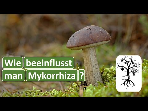 Video: Wie profitieren Pflanzen von symbiotischen Assoziationen mit Pilzen?