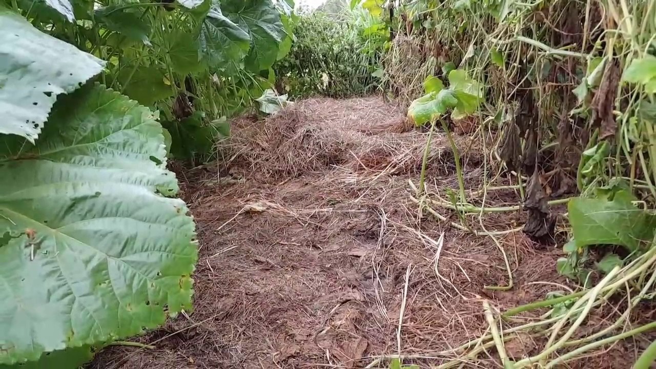 Deep Mulch Gardening And How To Start Youtube