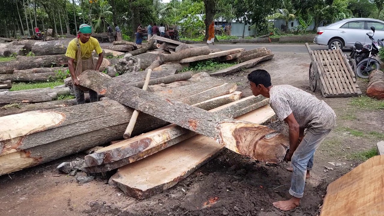 Albizia Procera Wood Very Long Cutting At Furniture Shape Wood Cutting Sawmill Albizia Procera Wood Youtube
