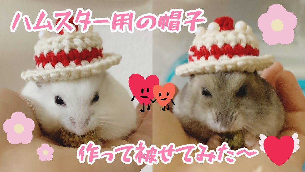 ハムスター用の帽子を編んで被せてみた🐹 - YouTube