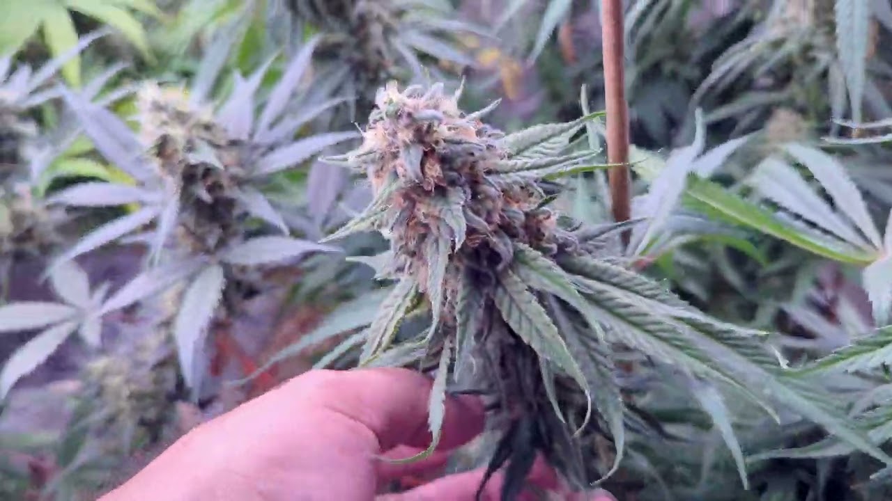 Jinxproof 9lb Hammer Week 8 Flower HD