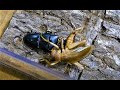 【Huge cricket】リオック成虫♂真っ当なバトルにならず　無理やり組ませてやられたほうはカエルに食わせた【Sia ferox】