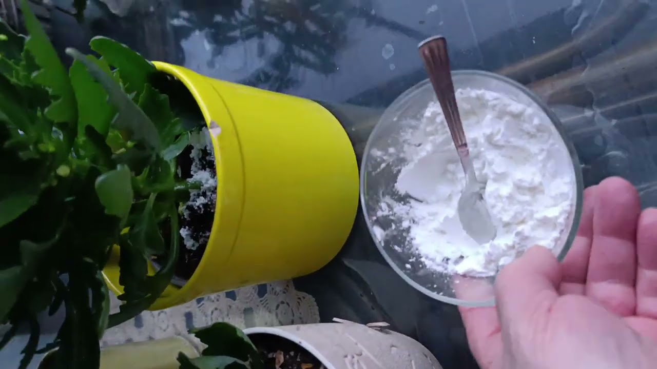 ŞOK OLDUM 😱 Bir Kaşık Verdim Kalanşo Çiçeklerim Çiçeklenmeye Başladı 