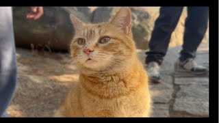 肥肥的猫仙人-崂山橘猫