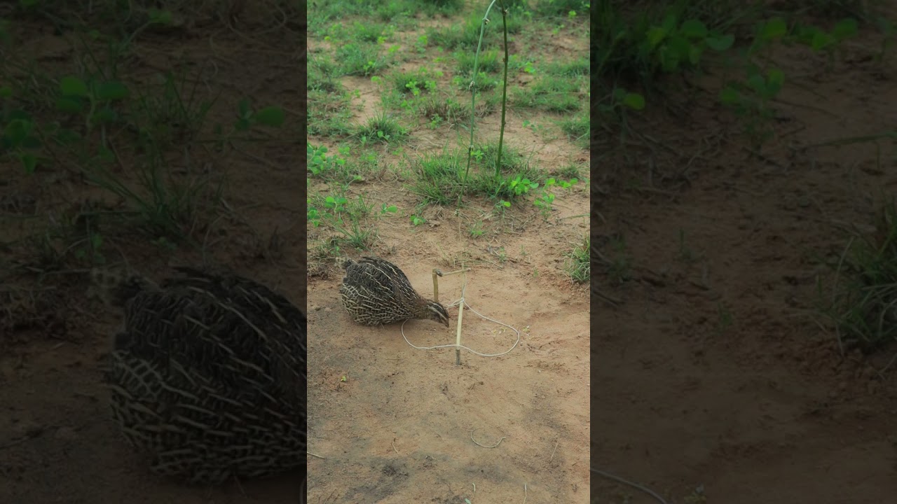 how to make bird trap 