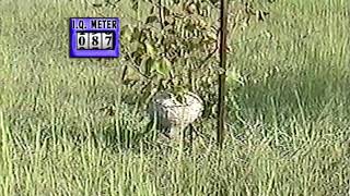 AFV No Brain No Pain IQ Meter Wasp thingy