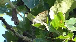 フルHDでムビる00985 飛翔のかまえ国蝶オオムラサキ - butterfly oomurasaki