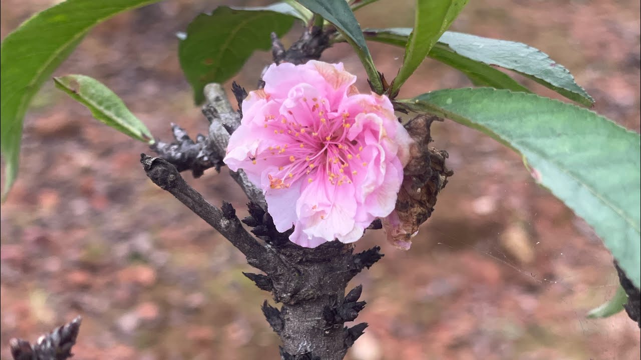 Thất thốn (tiến vua) phai kép loại hiếm | ĐÀO LÀO CAI 24