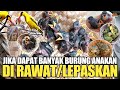 REJEKI ! JIKA DAPAT BANYAK BURUNG ANAKAN/LOLOHAN SEPERTI INI ! DI RAWAT ATAU LEPASLIARKAN !