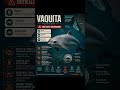 The World’s Rarest Marine Mammal Is Almost Gone #animals