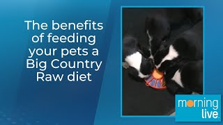 The benefits of feeding your pets a Big Country Raw diet