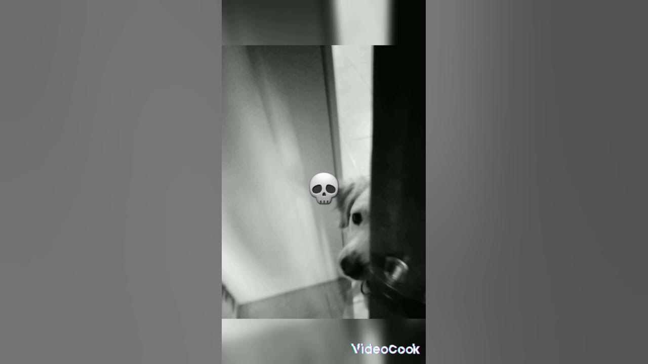 Is this good or bad edit? doglover shorts YouTube