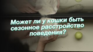 Может ли у кошки быть сезонное расстройство поведения?