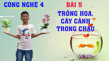 Công nghệ lớp 4 BÀI 5 - TRỒNG HOA, CÂY CẢNH TRONG CHẬU Kết nối tri thức với cuộc sống