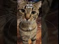 The・王道！キジトラ猫ちゃんの解説