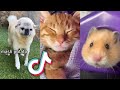 The Most AWDORABLE Animals from TIKTOK...