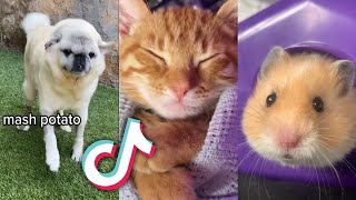 The Most AWDORABLE Animals from TIKTOK...