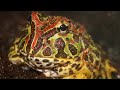 Strangest Amphibians on the Planet!