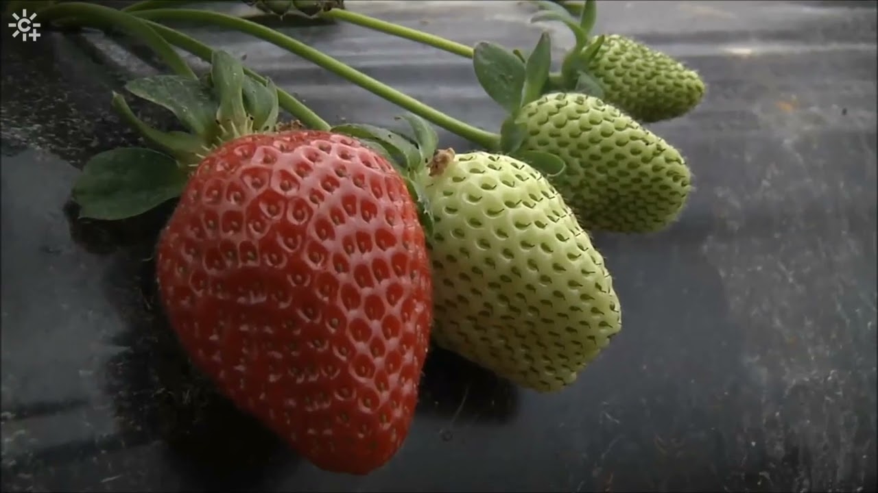 🍓📺 Las fresas de la Cooperativa Las Virtudes en “Cómetelo” – Canal Sur 📺🍓