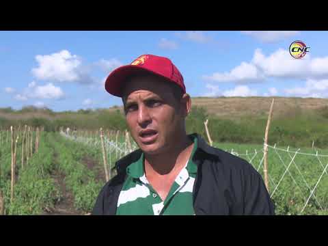 Convierten tierras ociosas de Buey Arriba en producciones de cultivos varios