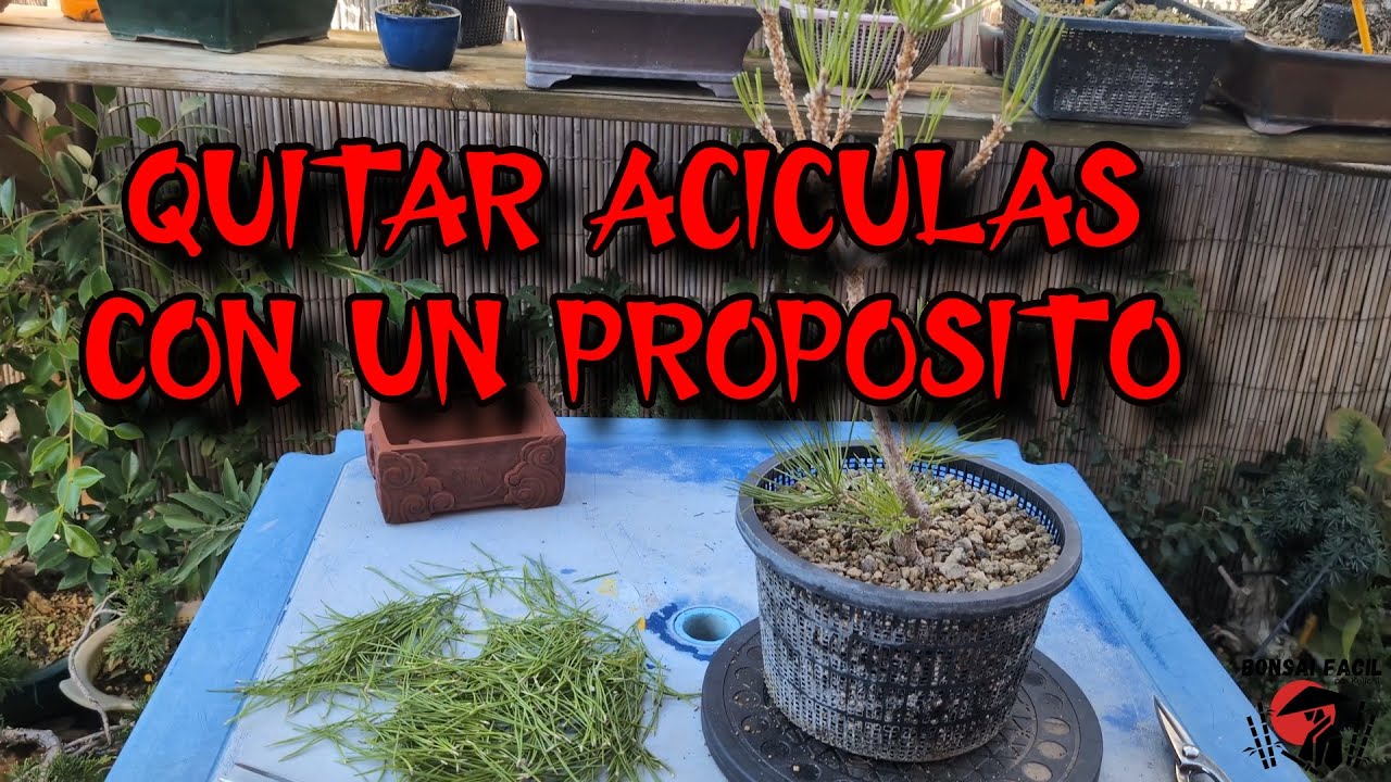 Limpiar aciculas de pino en crecimiento o formacion