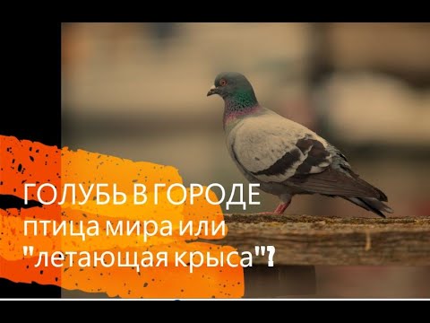 Вопрос: Всегда ли голуби были- летающие крысы?