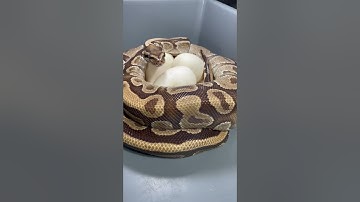2023 Breeding Season well on its way! #ballpythonbreeding #morphmarket #giveaway #2023status