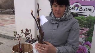Агротехника древовидного пиона от Елены Андреевой