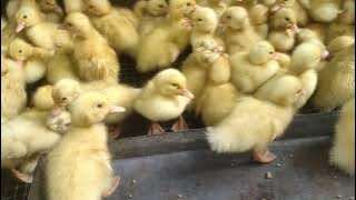 Cari DOD wa saja 085645576447 #bebek #ternakbebek #duck