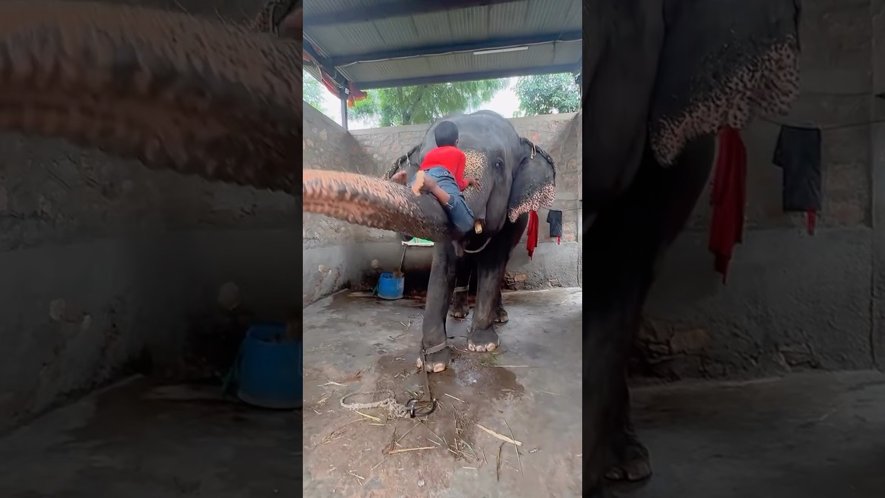 😱😱Little bahubali 😱😱elephant fun park #shorts 