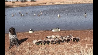 !!!3 LIMITS  A WIREHAIRED POINTING GRIFFON'S FIRST DUCK HUNT!!!