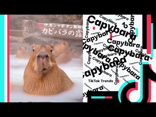 Capybara meme  TikTok Trends Compilation 