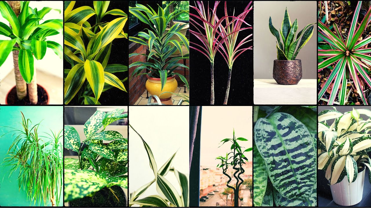 DRACAENA VARIETIES - Plants Weekly