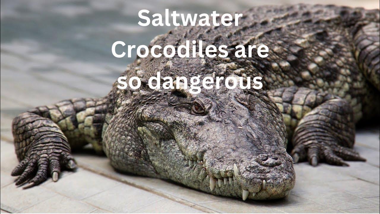 What is the Largest Living Reptile on Earth?#reptile #largest #