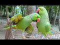 Bolne wala parrot