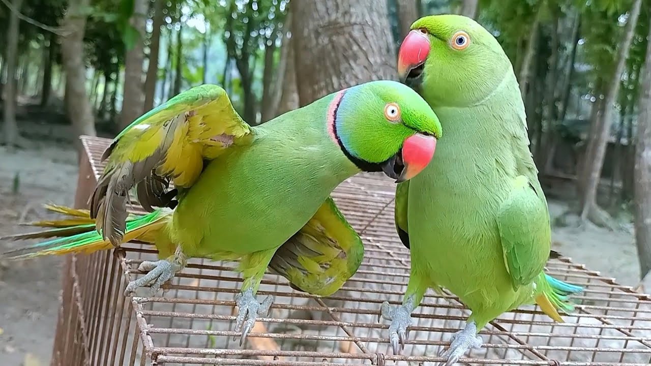 Bolne Wala Parrot