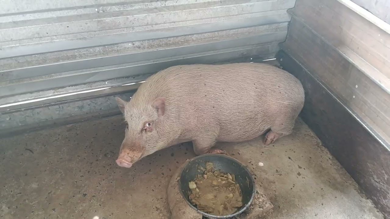 Meli anak babi,23.2.2026