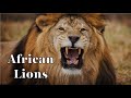 African Lions