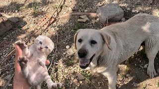 Rescue of an abandoned kitten in a storage room!!😨