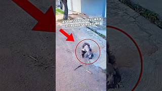 At First, It Looks Like A Strange Creature Crawling. But They Shocked When They Approaches