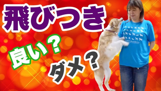 犬 遊び 引っ張りっこ遊び 興奮して飛びつく吠えないしつけ方 犬のしつけ 横浜 By遠藤エマ先生 Youtube