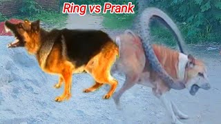 DOG FUN ? Prank Dog Fake Tiger Dog Prank The Ring Prank  Funny Videos 2021